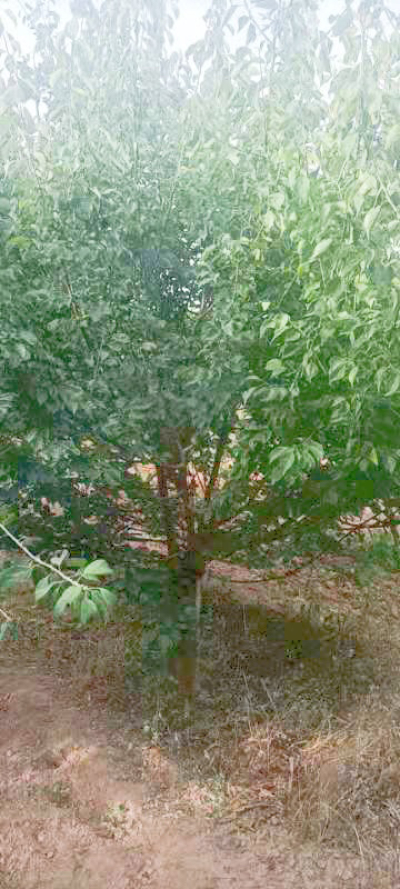 低价红梅，低价10公分红梅花，12公分红梅花基地