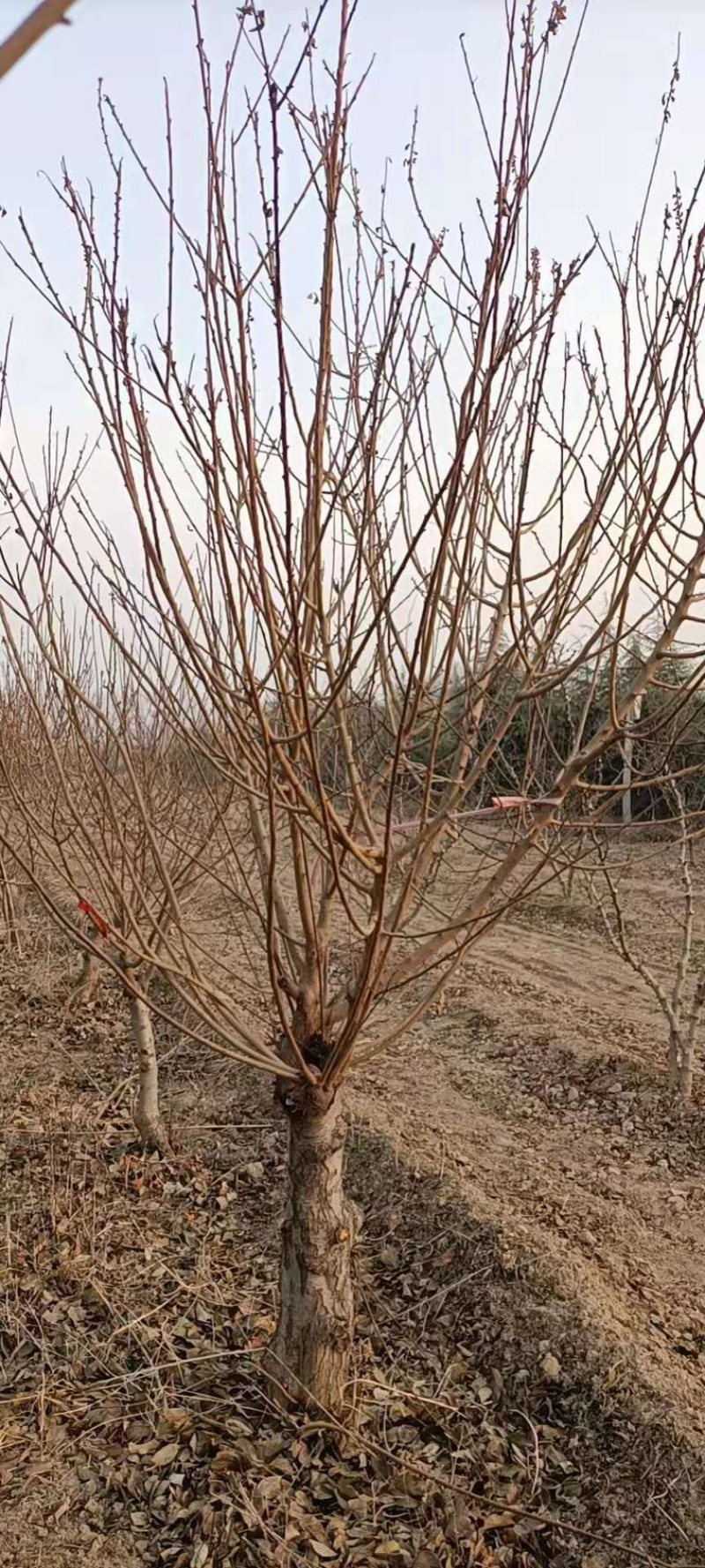 低价红梅，低价10公分红梅花，12公分红梅花基地