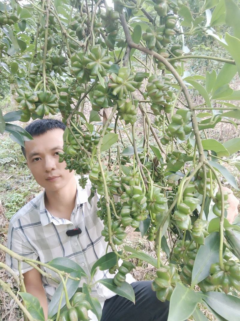 足干无硫食品调味料大红八角汤水果品牌香料