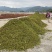 足干无硫食品调味料大红八角汤水果品牌香料