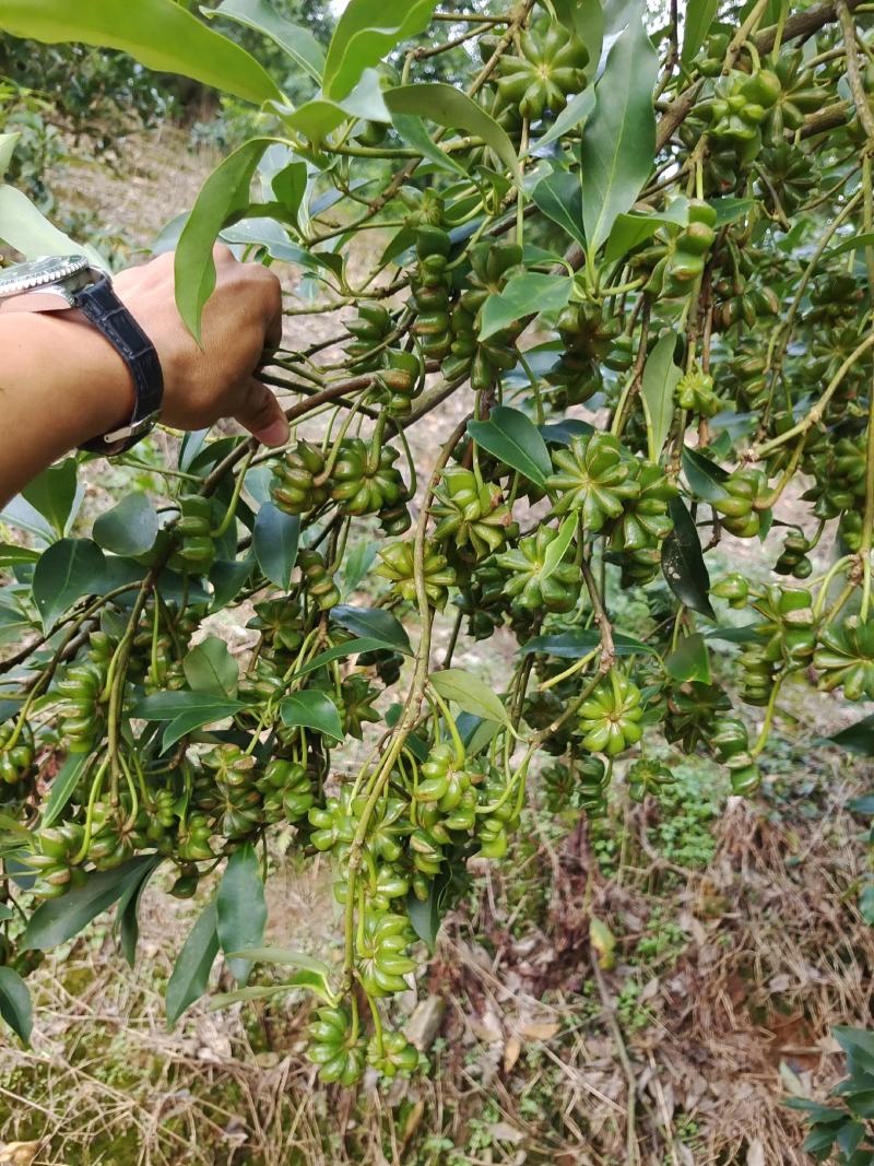 足干无硫食品调味料大红八角汤水果品牌香料