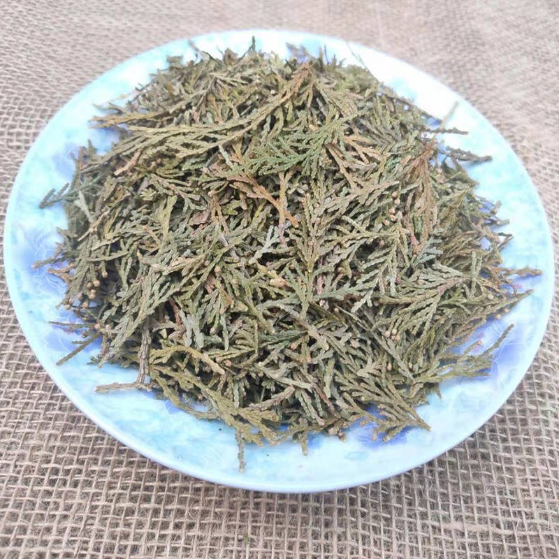 中草药野生侧柏叶扁柏干柏树叶新鲜嗮干磨粉侧柏叶