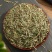 中草药野生侧柏叶扁柏干柏树叶新鲜嗮干磨粉侧柏叶