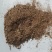 蛇床子沫子批发品类齐全下单咨询