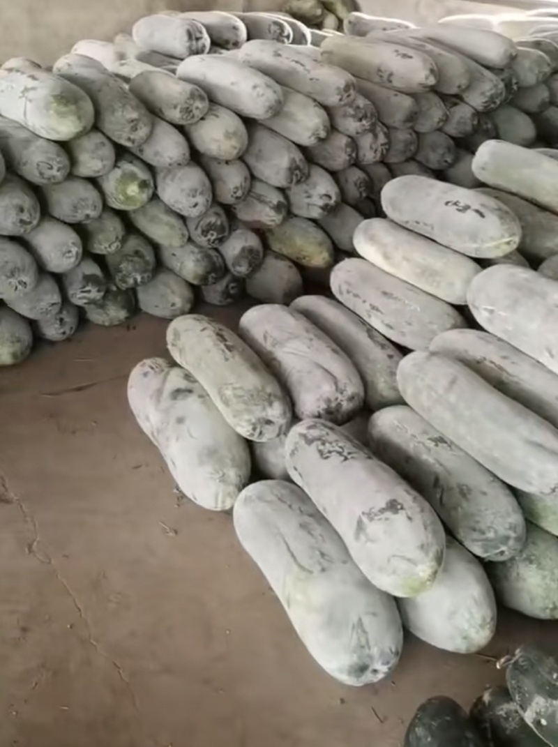 黑/白冬瓜量大价优。产地货源稳定质量保证长期合作