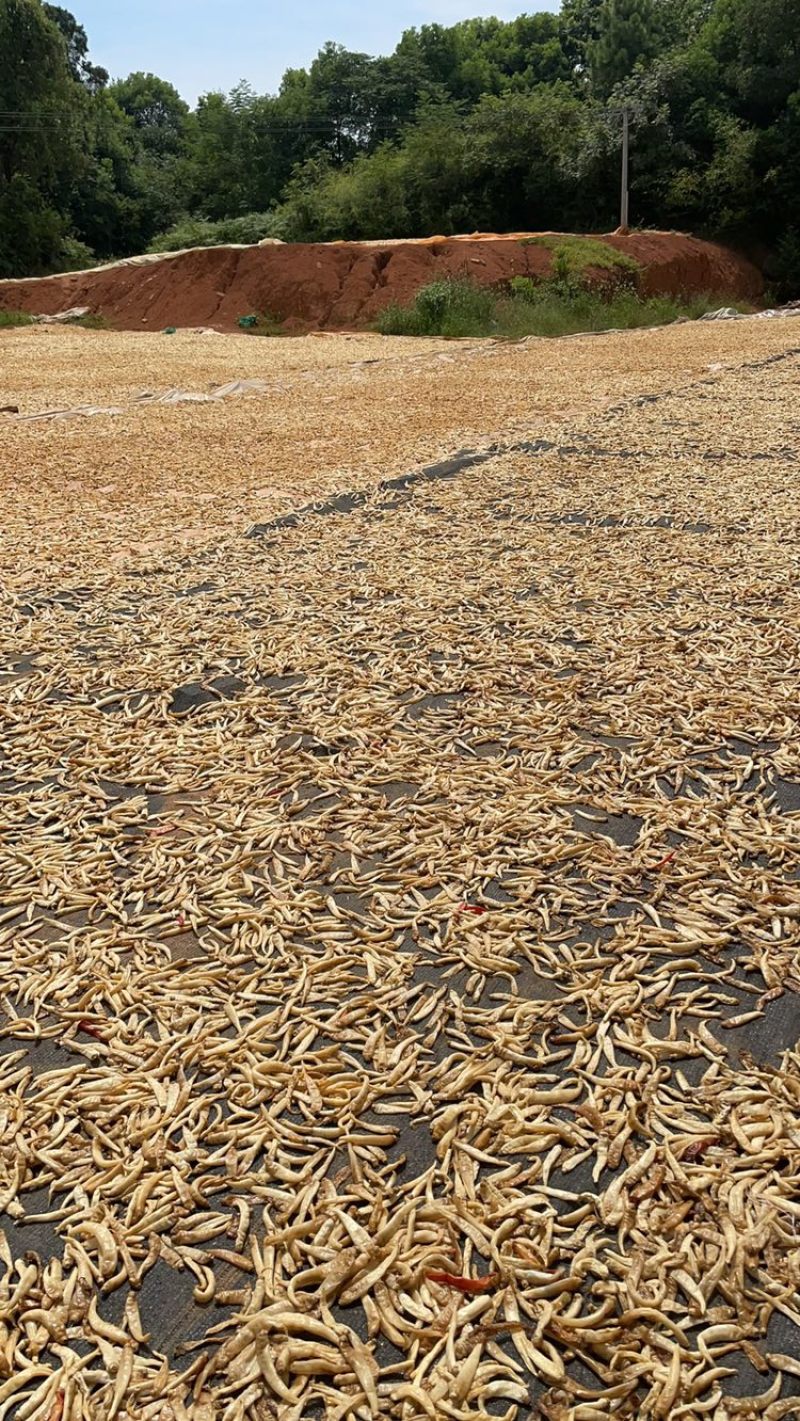 纯无盐水煮白辣椒，湖南乡里白辣椒，无任何添加