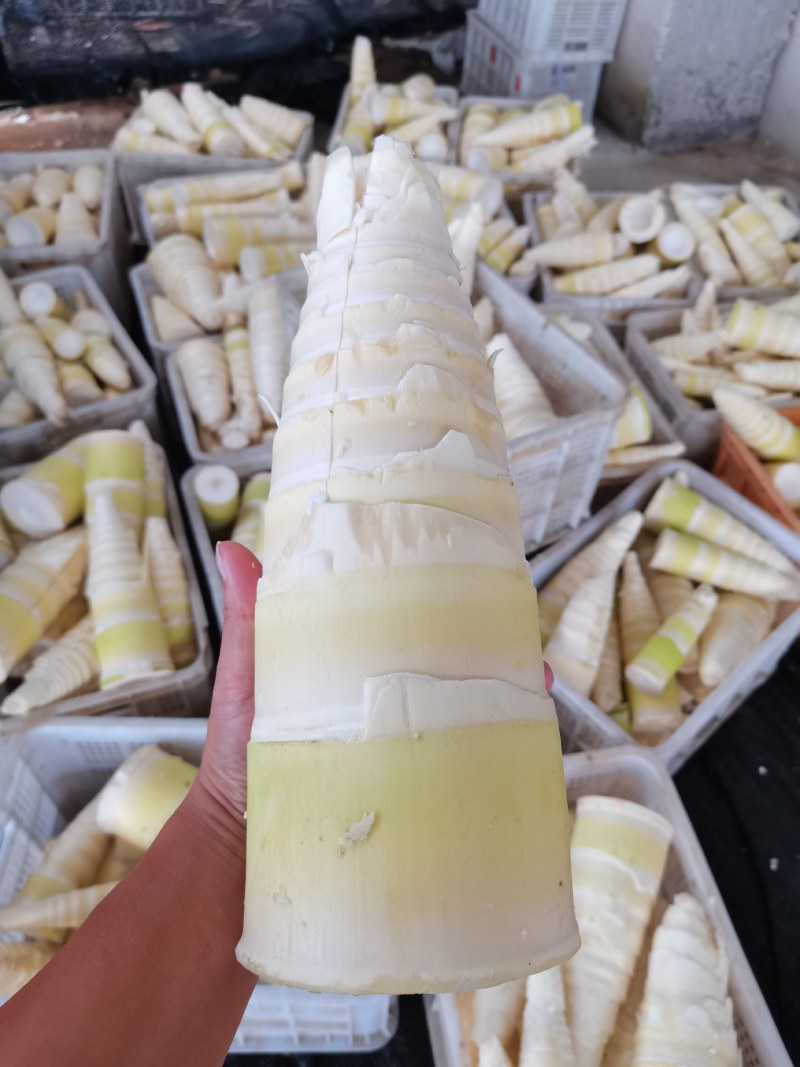 酸笋丝年产能10000吨，欢迎各大企业前来深度交流合作