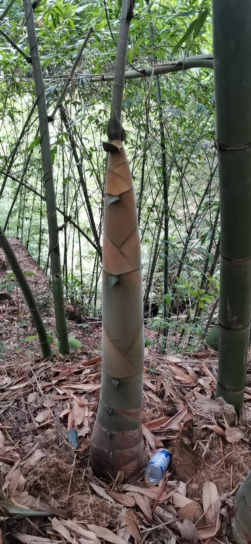 酸笋丝年产能10000吨，欢迎各大企业前来深度交流合作