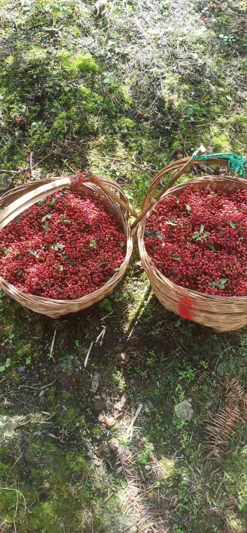 汉源花椒贡椒今年新花椒子母椒不掺假基地直发开口率九十以上