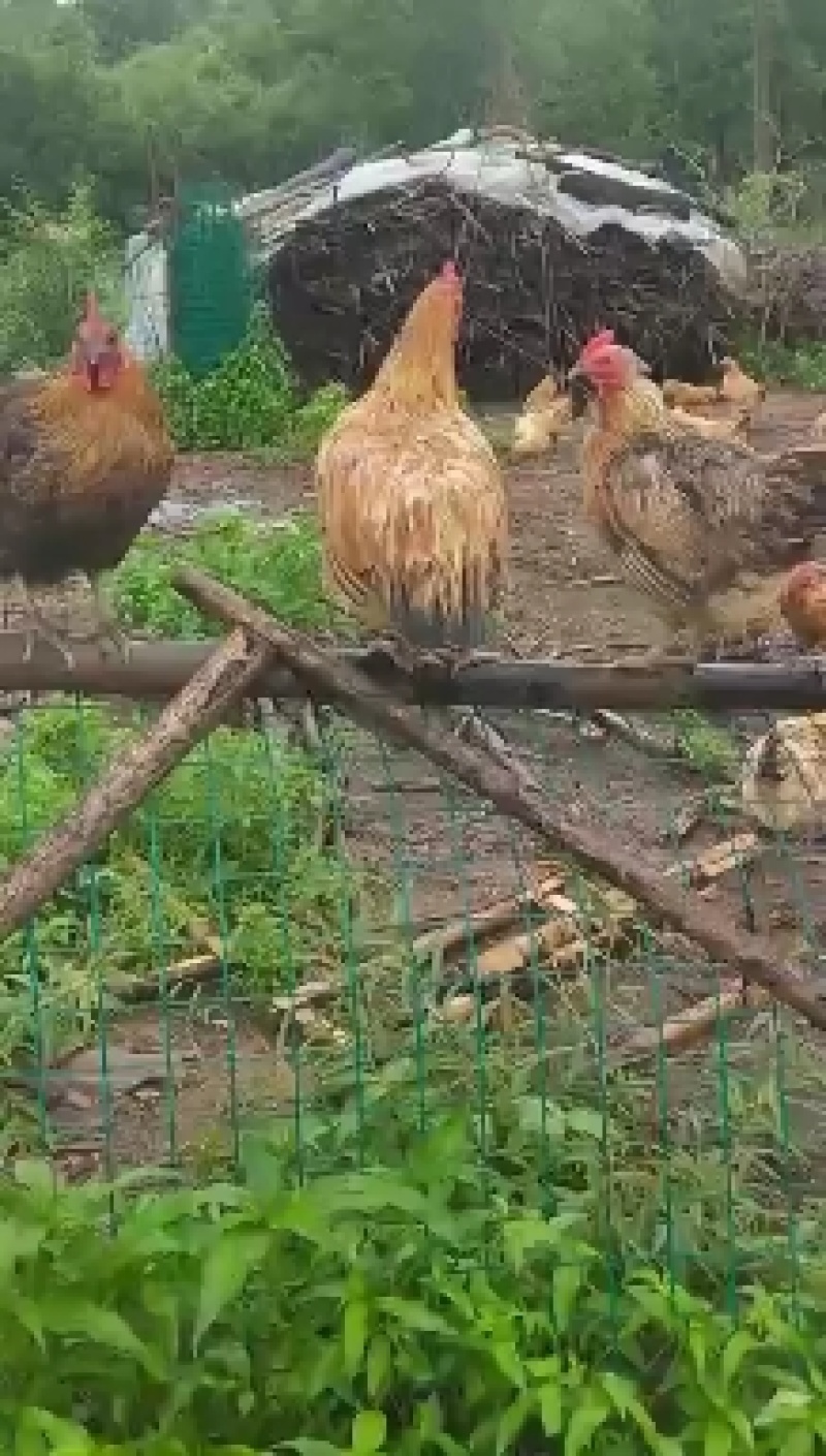 东北纯小笨鸡鸭鹅笨鸡蛋有想合作的可随时联系我洽谈合作伙伴
