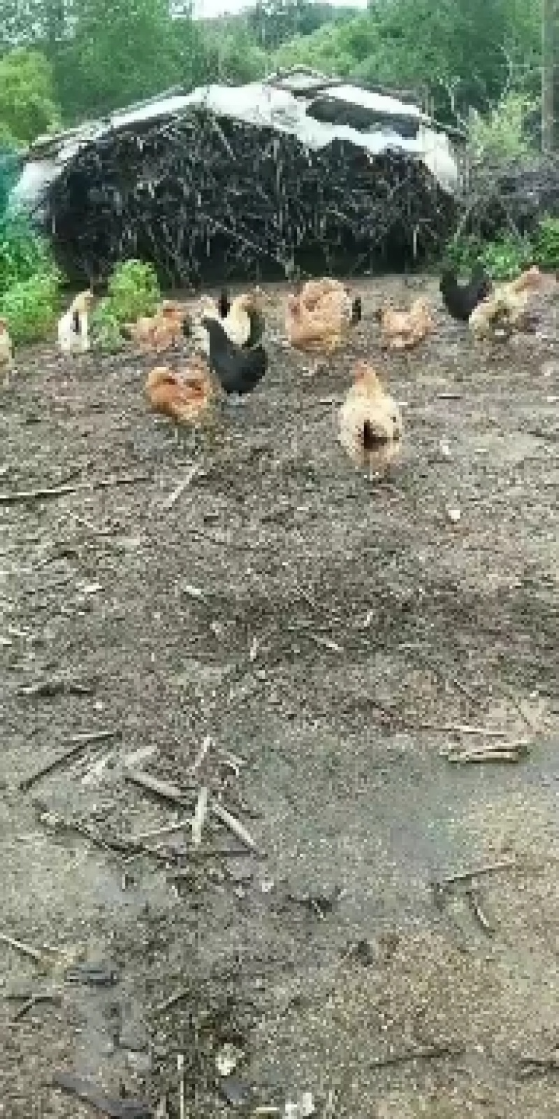 东北纯小笨鸡鸭鹅笨鸡蛋有想合作的可随时联系我洽谈合作伙伴