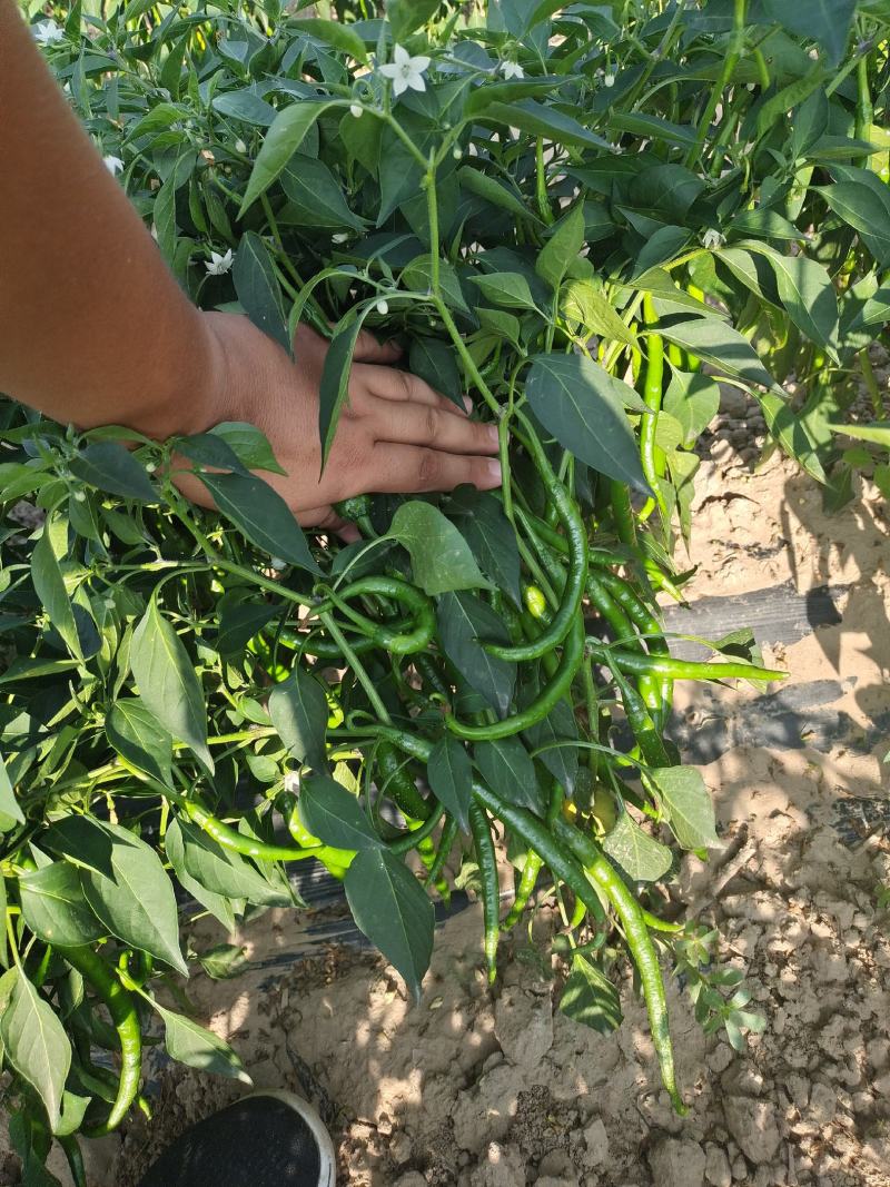 精品蔬菜线椒线椒83号，大量供应，每天最少5000斤
