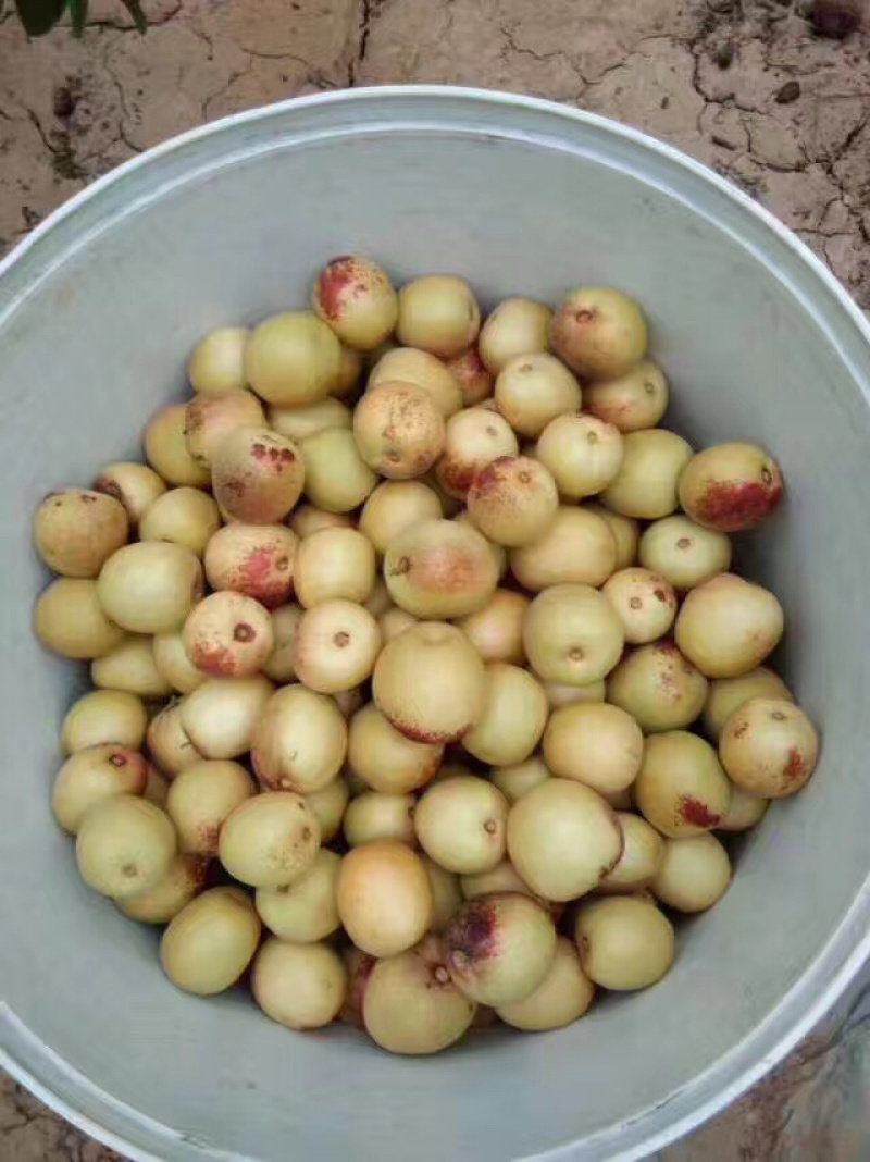 大荔冬枣
