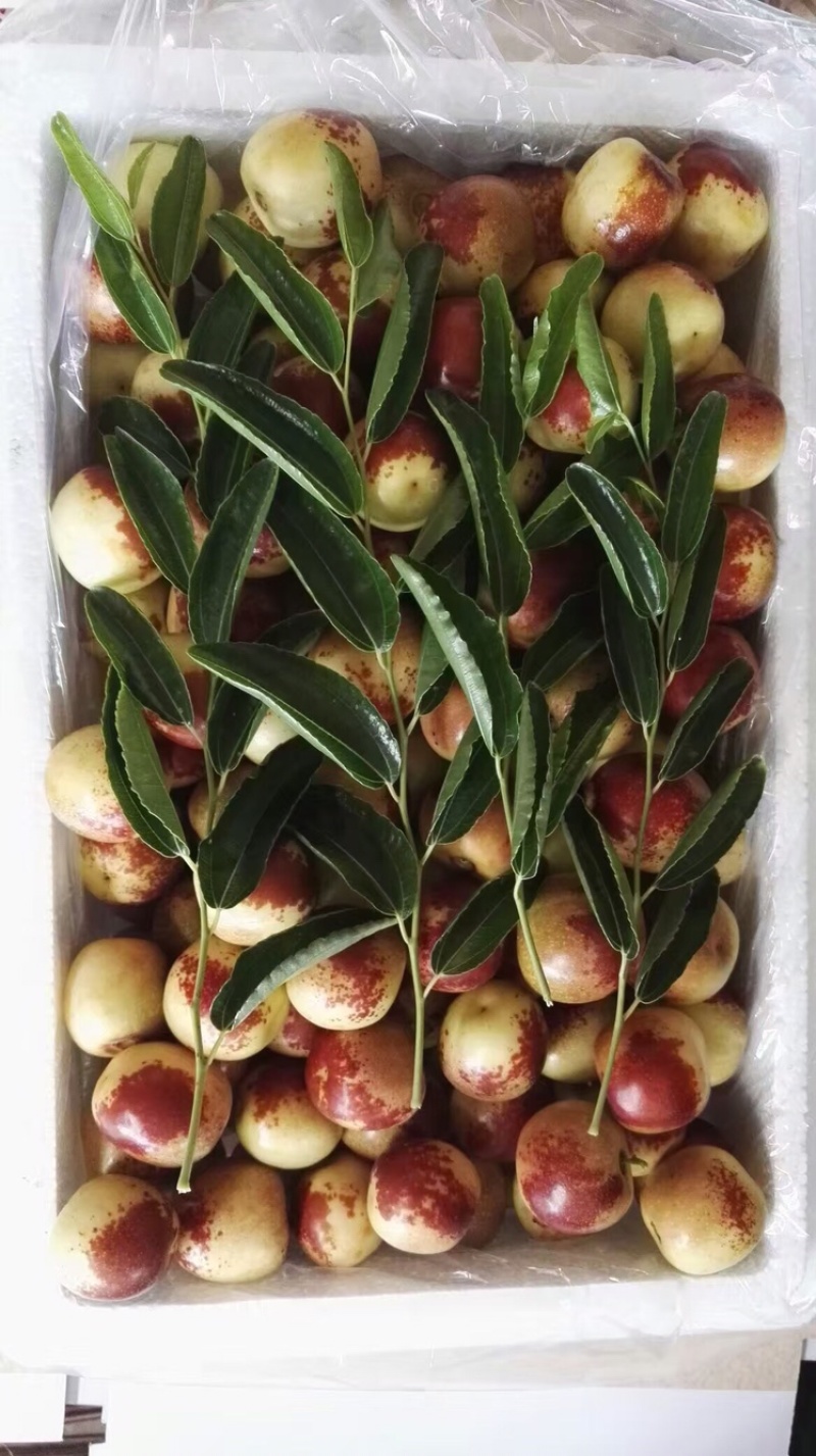 大荔冬枣