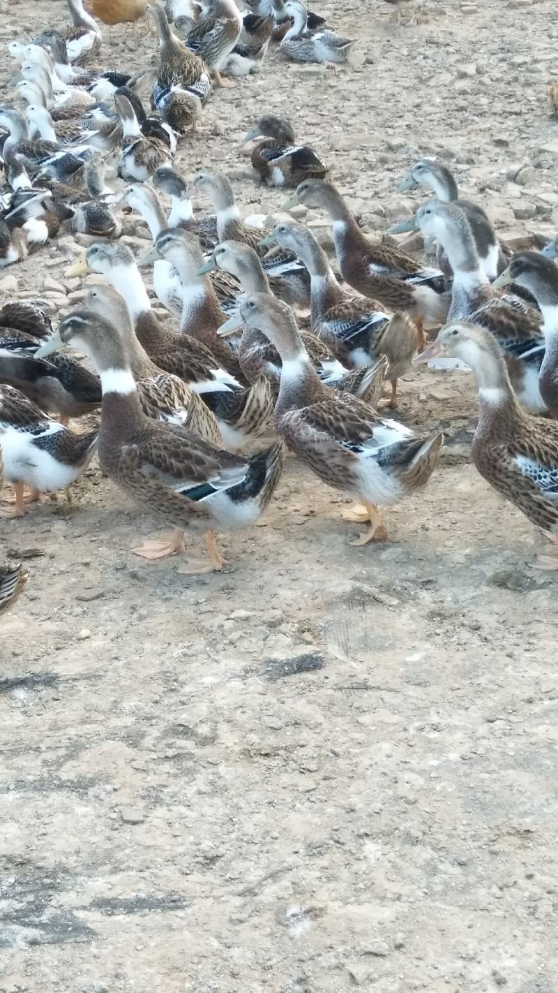 纯麻黄麻混水全母的都有需要的老板联系