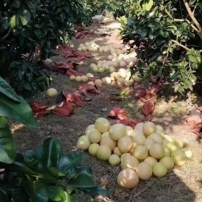 广西正宗红心三红蜜柚新鲜水果当季红肉大柚子孕妇批