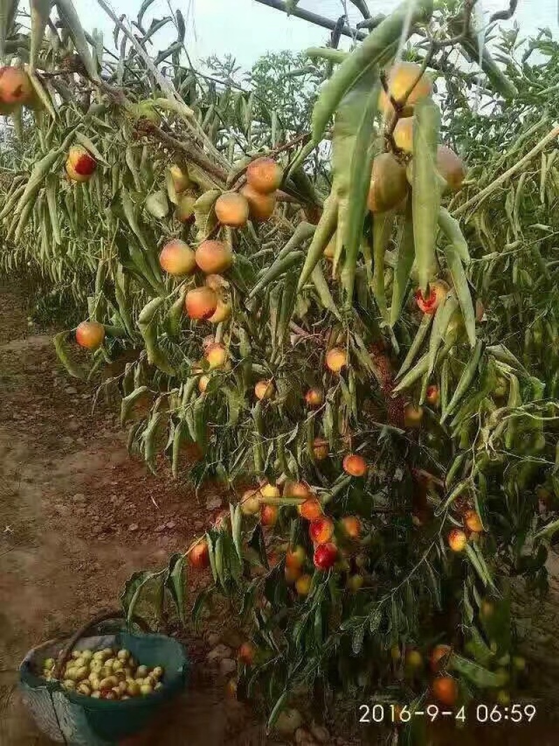 大荔冬枣