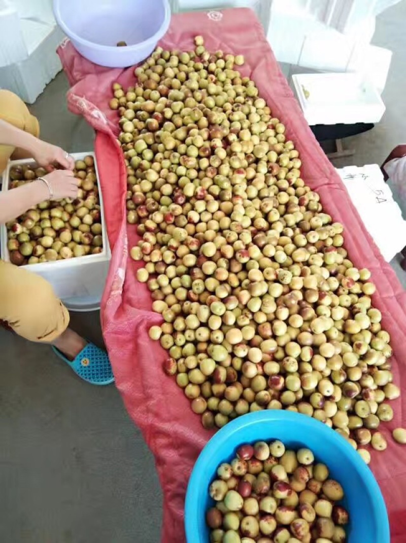 大荔冬枣