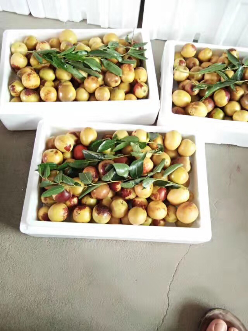大荔冬枣