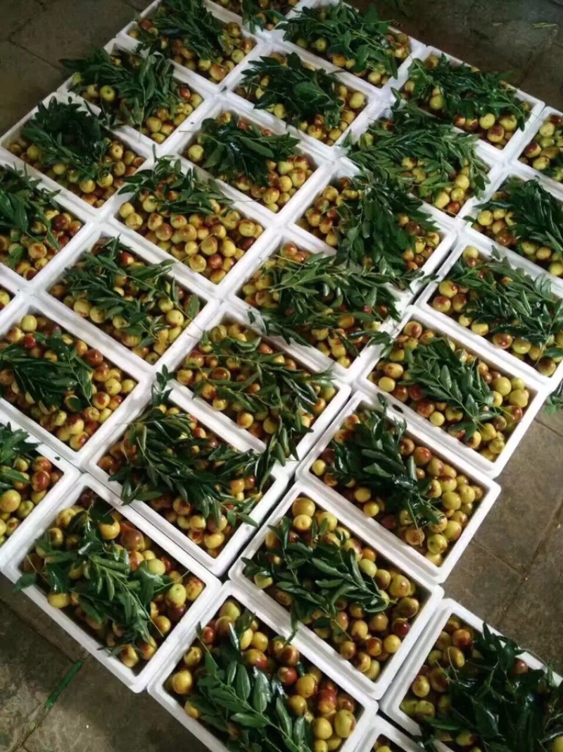 大荔冬枣