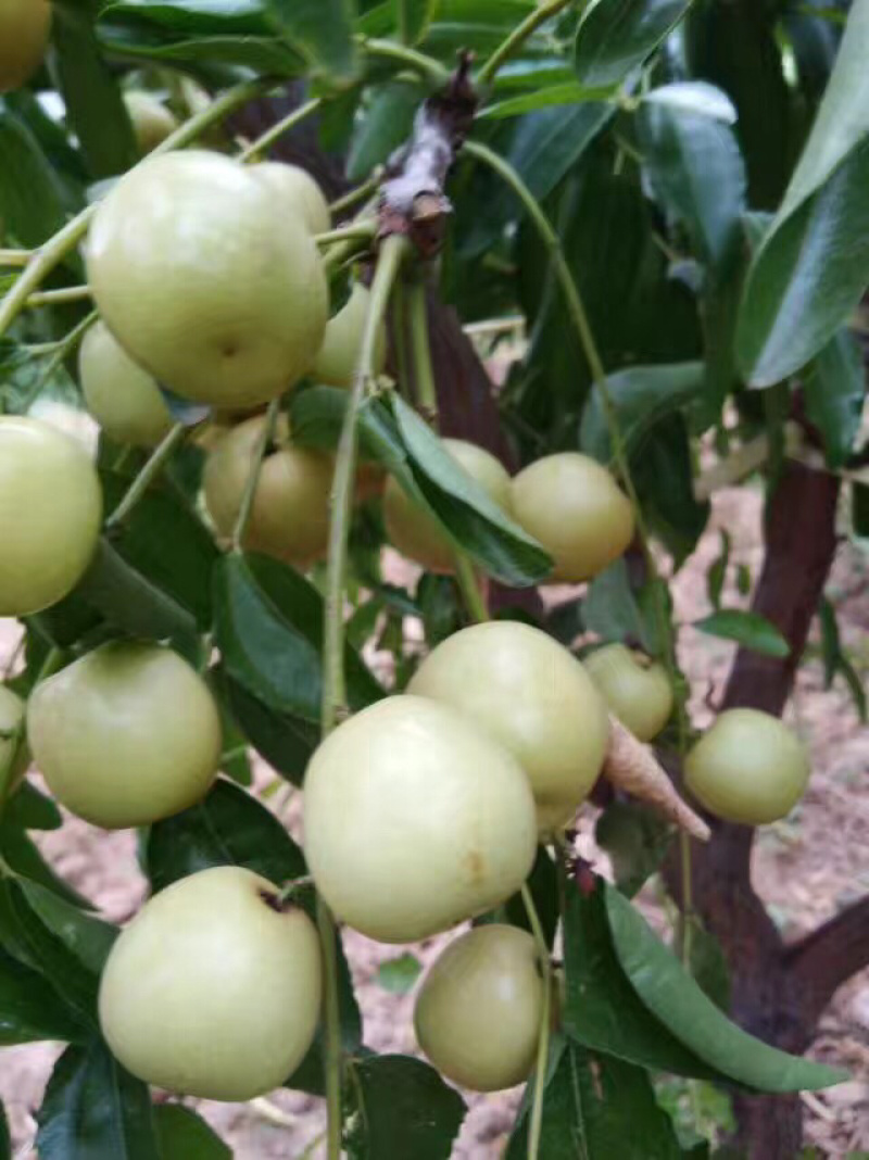 大荔冬枣