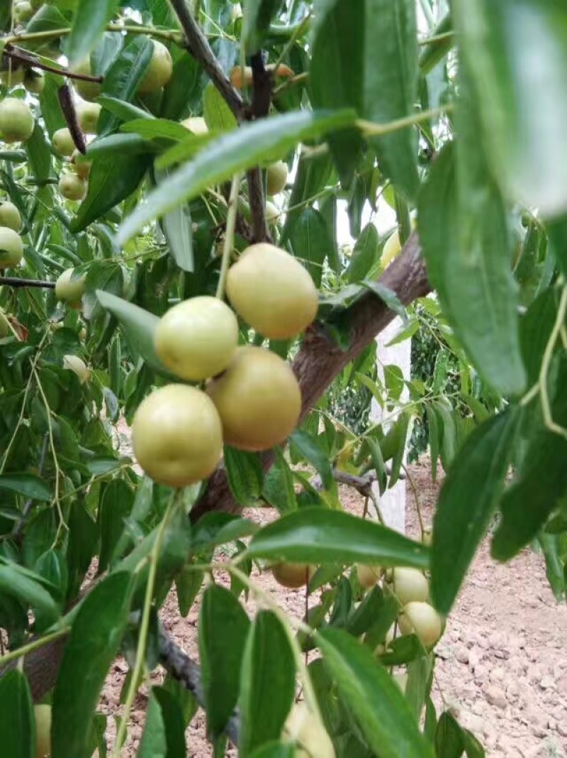 大荔冬枣