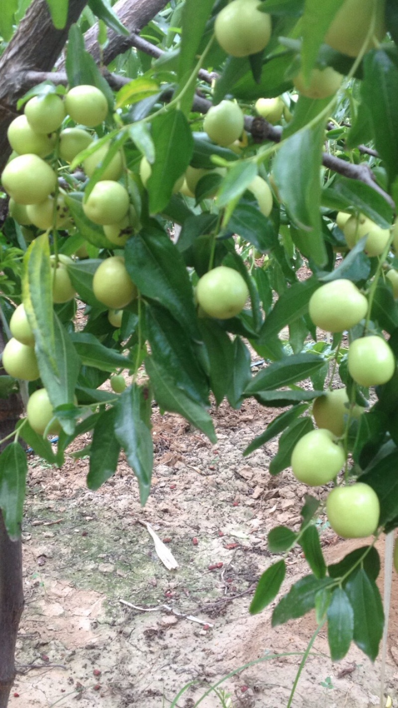 大荔冬枣