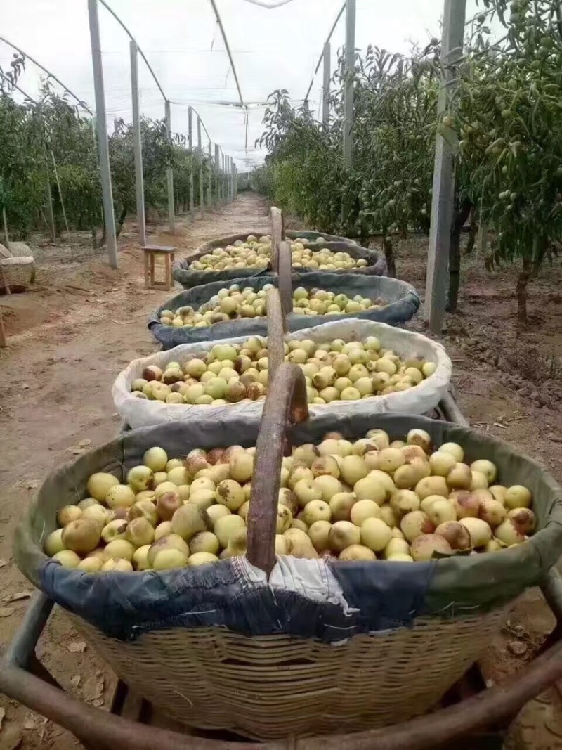 大荔冬枣