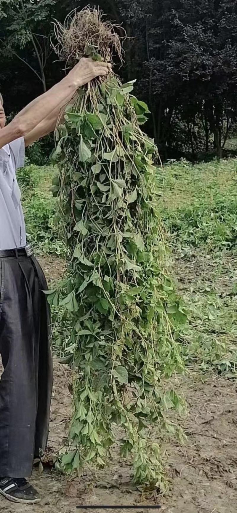 爬山虎五叶地景三叶地景爬墙爬藤类地被类绿化苗木