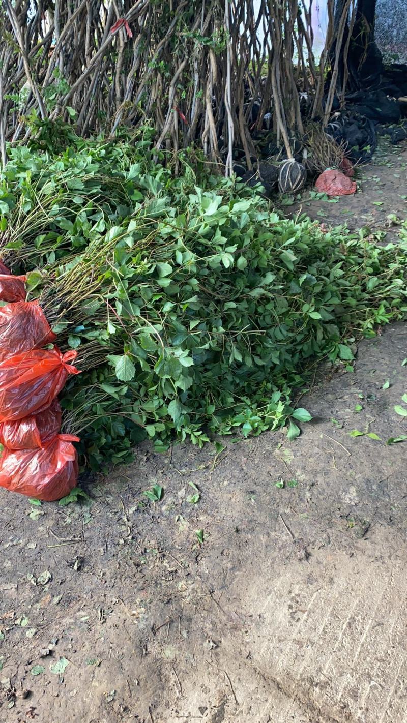 爬山虎五叶地景三叶地景爬墙爬藤类地被类绿化苗木