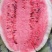 【精品】宁夏硒砂瓜大量上市大量供应批发电商【真实报价】