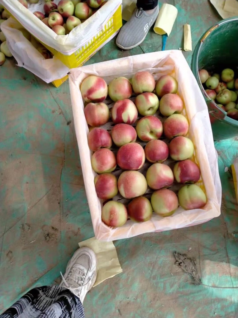 珍珠枣油桃