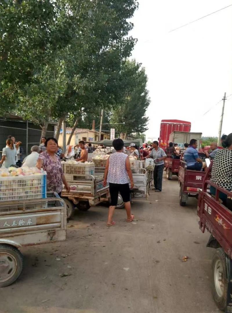 冠县红嘎啦苹果/诚信代办/拣货装车一条龙服务