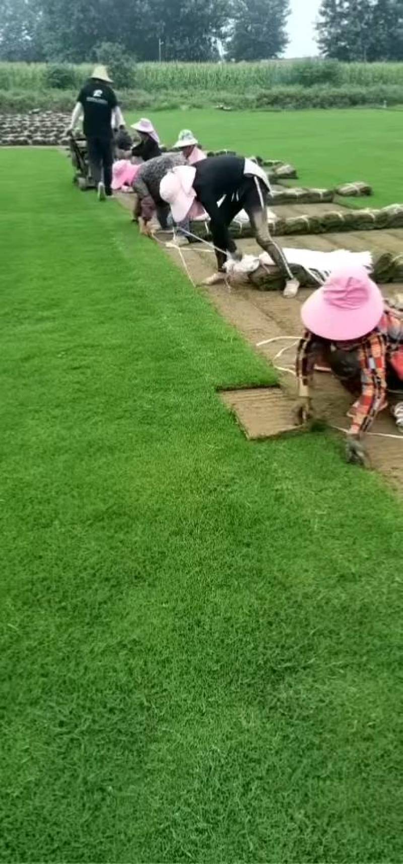 草坪草百慕大草坪果岭草马尼拉草台湾二号混播黑麦草