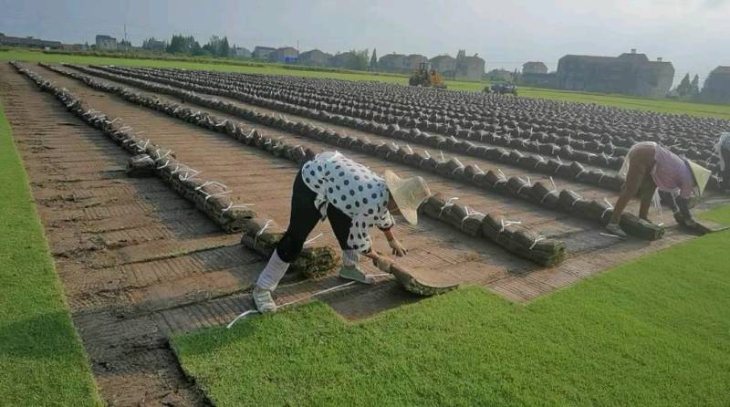草坪草百慕大草坪果岭草马尼拉草台湾二号混播黑麦草