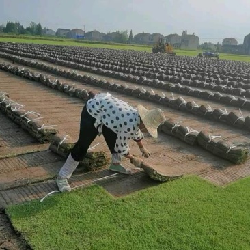 湖北草坪草，百慕大草坪，矮生百慕大，狗牙根，果岭草