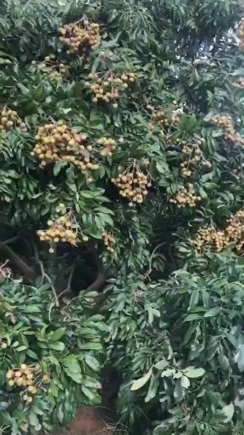 广东茂名电白龙眼大量出货、品种多（储良、石硖、古山……）