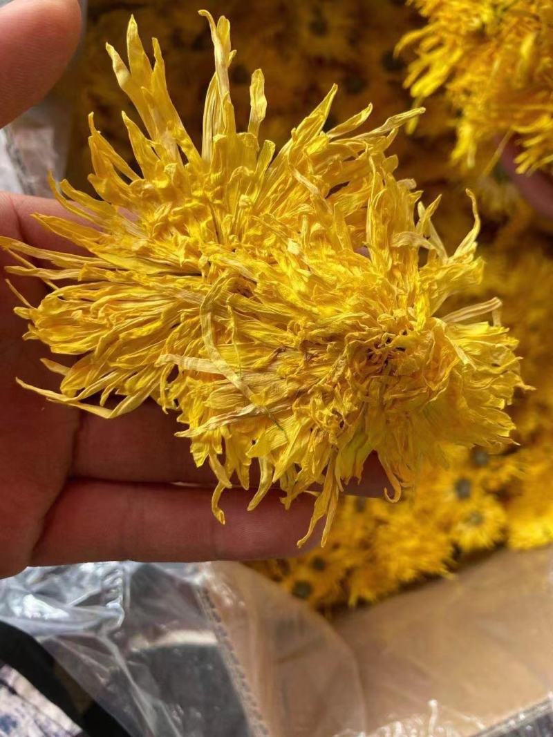 黄山金丝皇菊一朵一杯菊花茶独立袋装贡菊批发各等级金丝皇菊