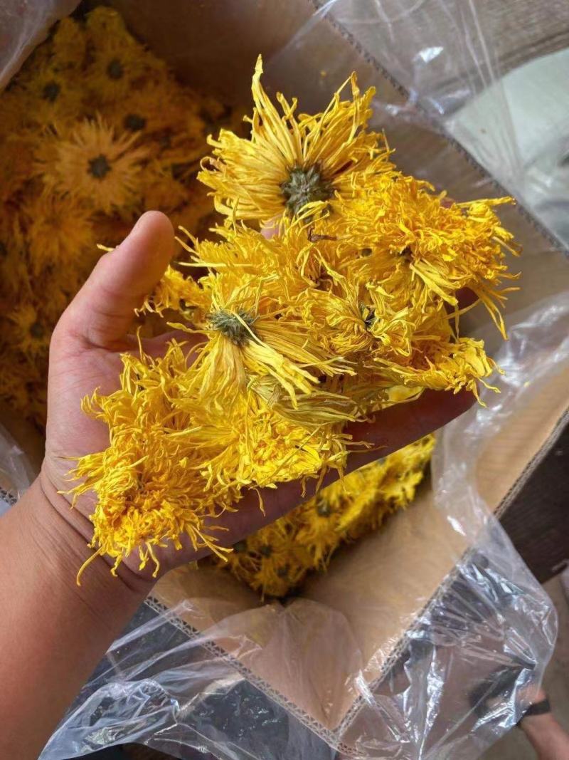 黄山金丝皇菊一朵一杯菊花茶独立袋装贡菊批发各等级金丝皇菊