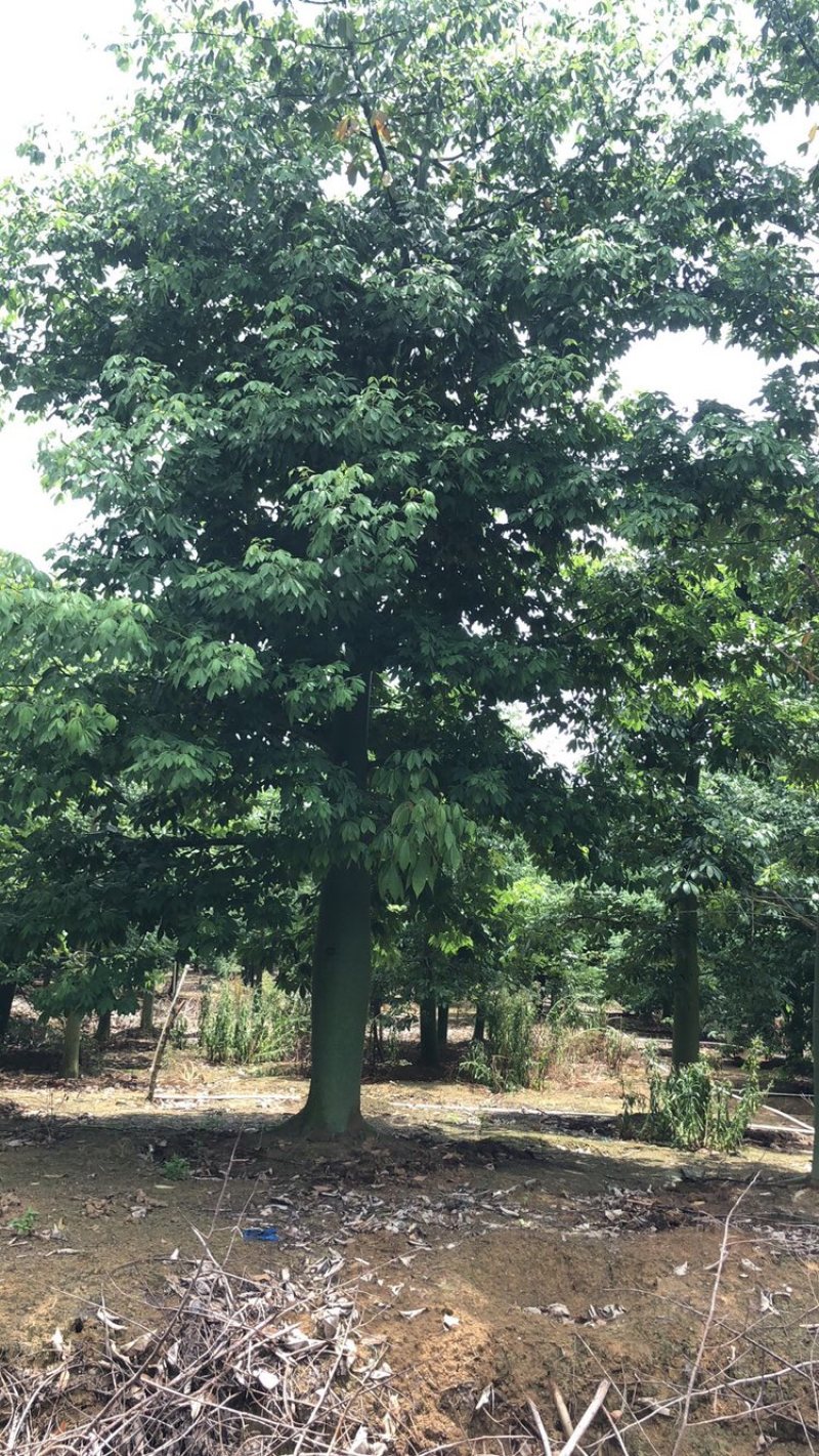 30～33分大腹木棉