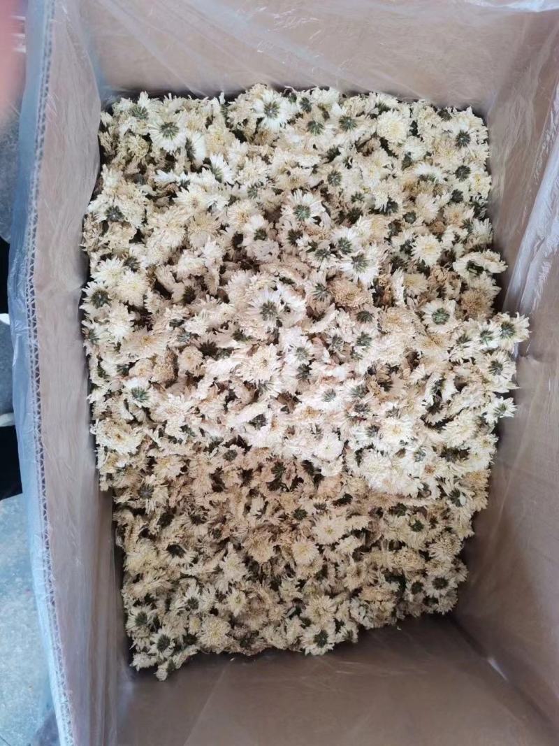 批发安徽黄山七月菊白菊花散装新货贡菊太阳花种植烘干