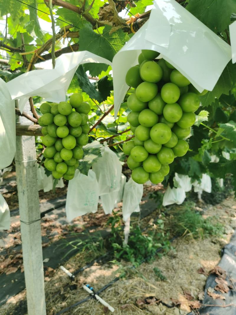 福建阳光玫瑰葡萄新鲜现摘香印青提子晴王葡萄