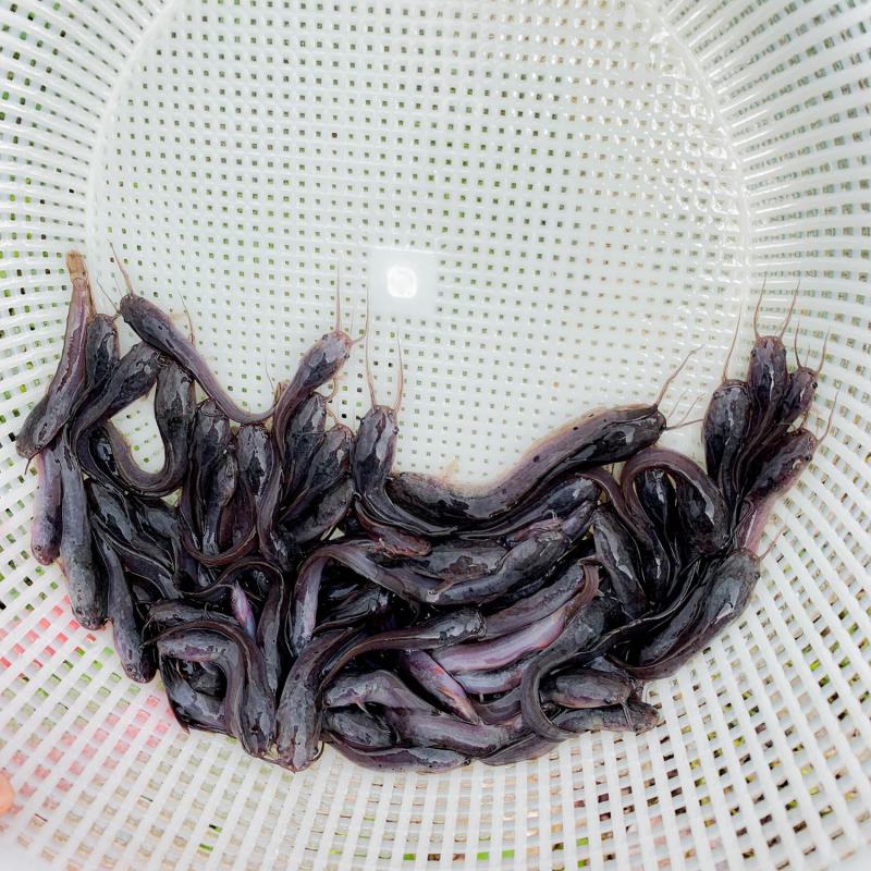 埃及鱼苗大量有货常年供应欢迎全国采购
