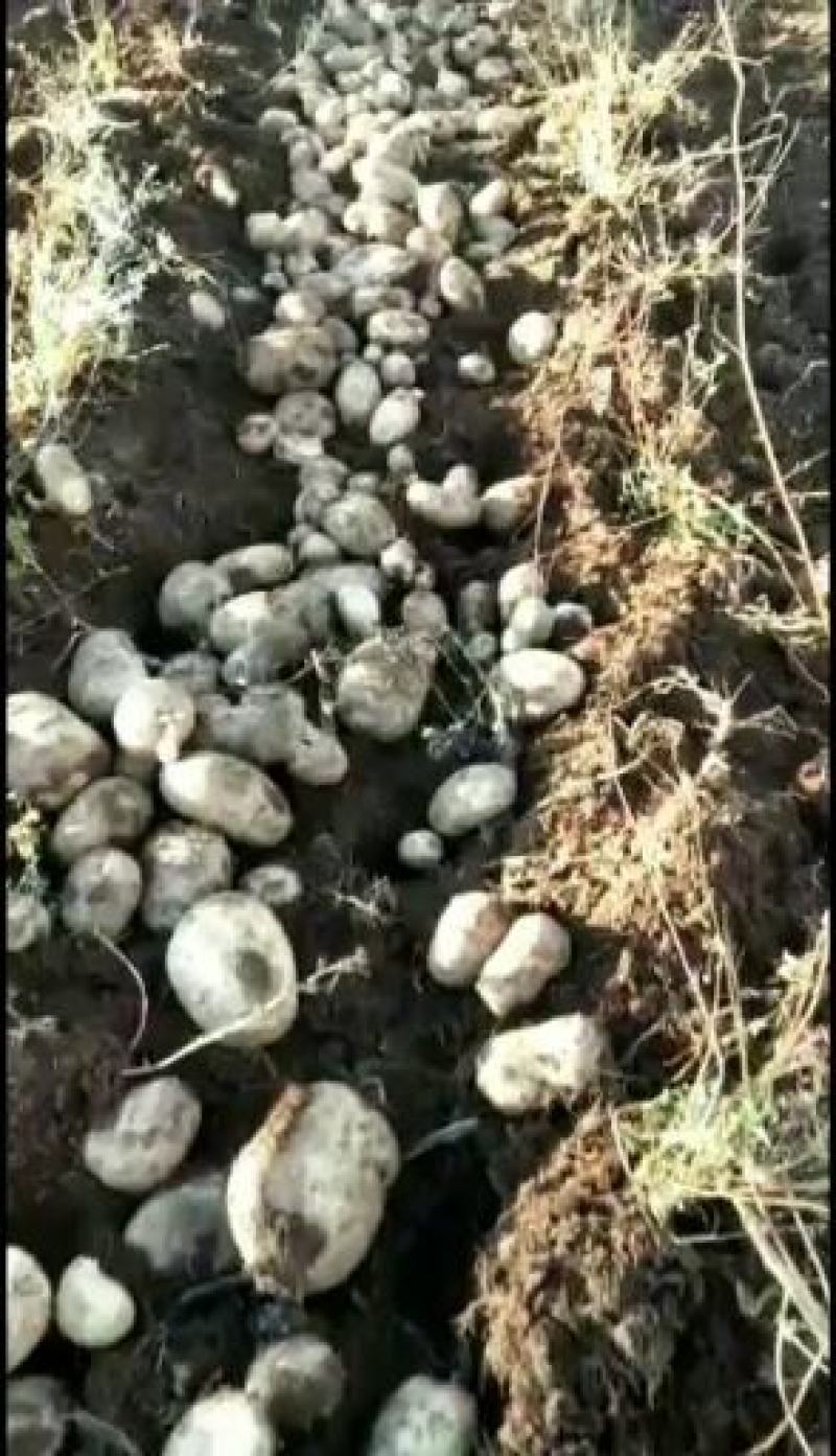 丽江太安乡丽薯6号种，产地批发，可用作云南低海拔地区种子