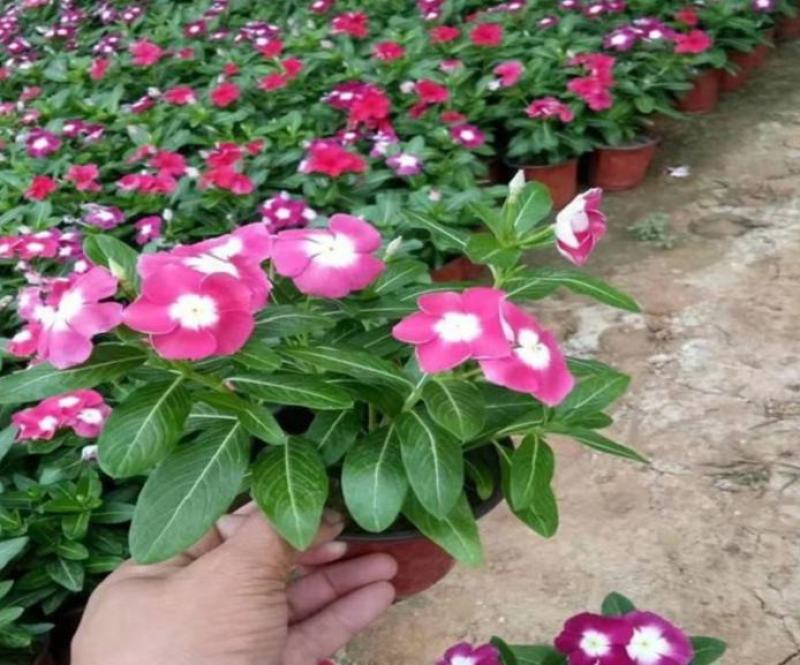 长春花盆栽天天开带花苞观花植物五叶梅庭院客厅盆栽花卉