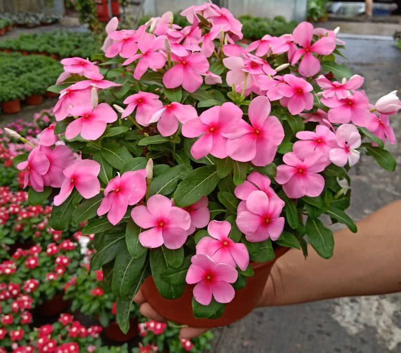 长春花盆栽天天开带花苞观花植物五叶梅庭院客厅盆栽花卉