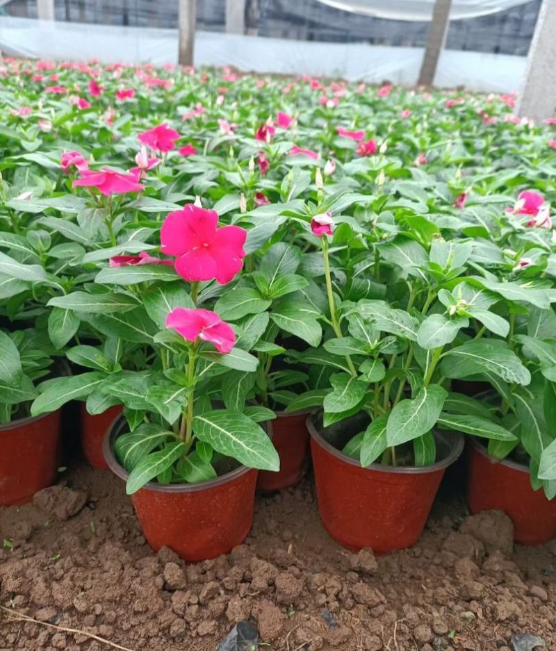 长春花盆栽天天开带花苞观花植物五叶梅庭院客厅盆栽花卉