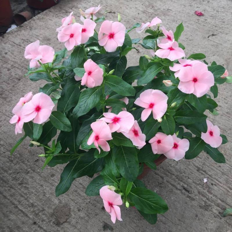 长春花盆栽天天开带花苞观花植物五叶梅庭院客厅盆栽花卉