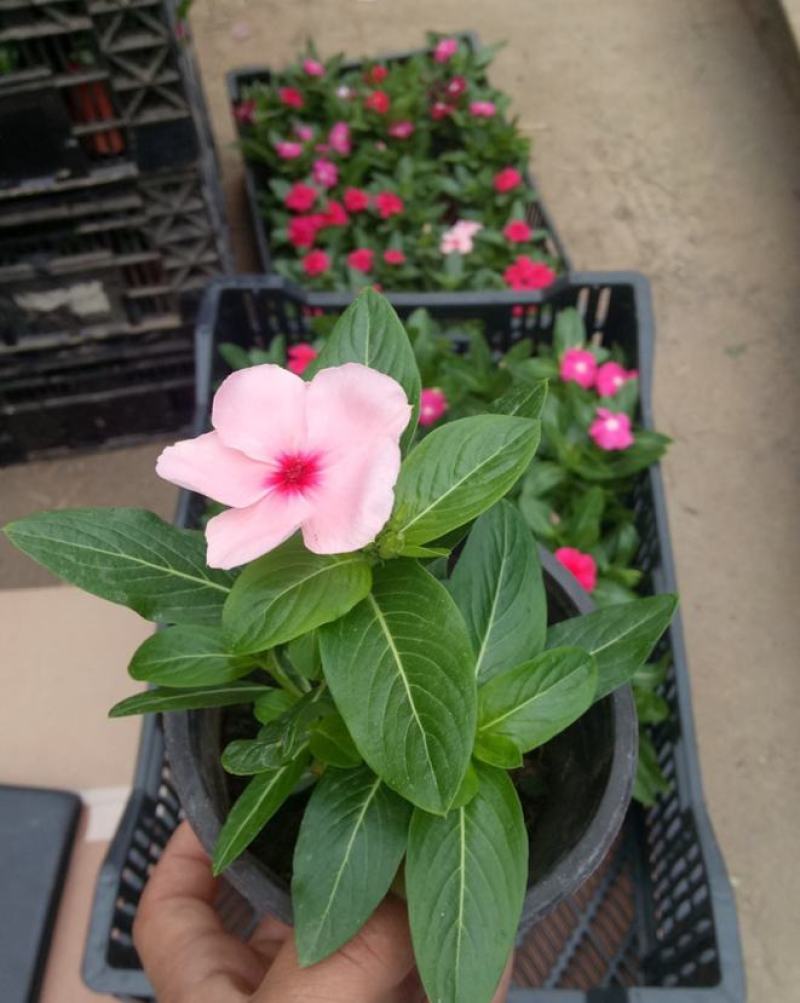 长春花盆栽天天开带花苞观花植物五叶梅庭院客厅盆栽花卉