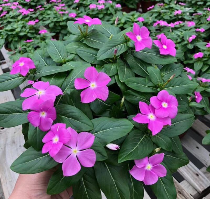 长春花盆栽天天开带花苞观花植物五叶梅庭院客厅盆栽花卉
